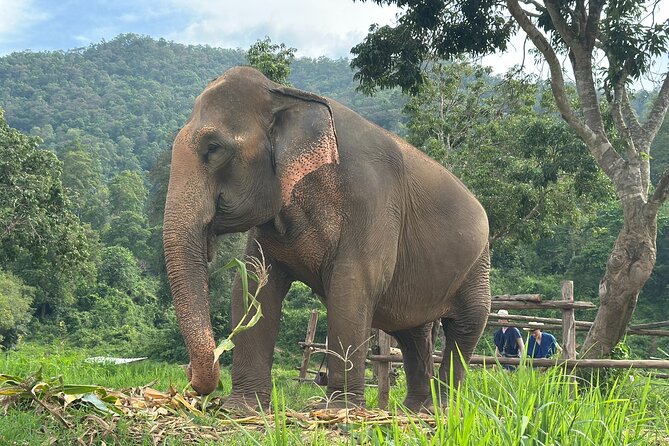 4 in 1 Elephants Long Neck Rafting and Sticky Waterfall Tour - Why this 4-in-1 Mae Taeng day actually makes sense
