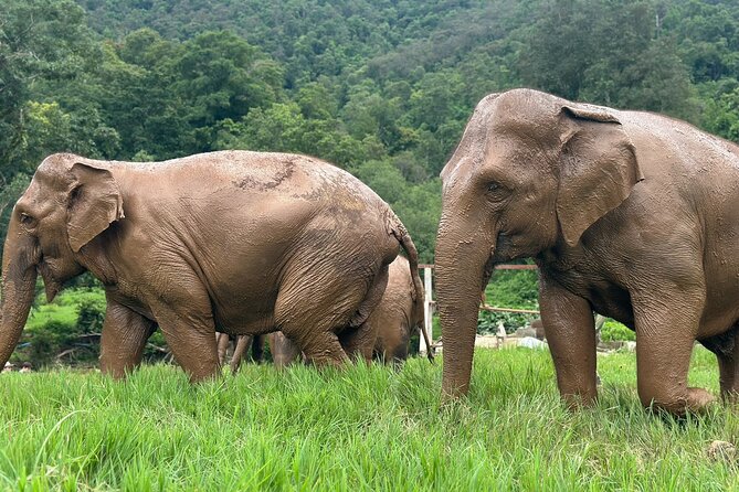 4 in 1 Elephants Long Neck Rafting and Sticky Waterfall Tour - Elephant sanctuary day: humane interactions with Mr K and Yoong energy