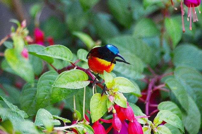 Bird Watching Doi Inthanon - Key highlights you should notice