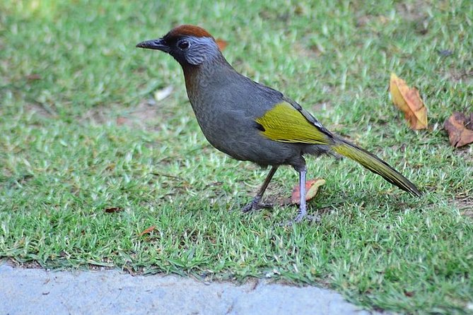 Bird Watching Doi Inthanon - First Light on Doi Inthanon: Why This Route Works for Birds