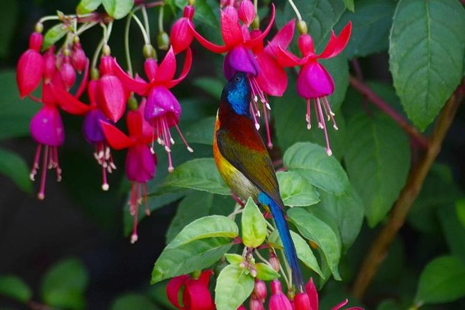 Bird Watching Doi Inthanon - Morning Logistics: Hotel Pickup, Breakfast Stop, and What to Wear
