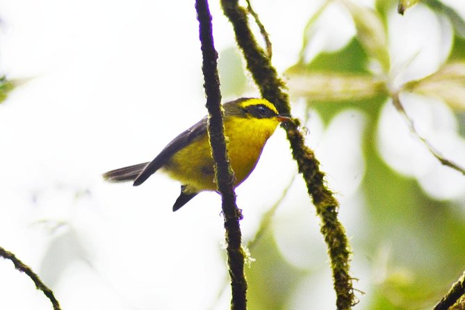 Bird Watching Doi Inthanon - Inside Doi Inthanon National Park: The Trail Plan and Stops