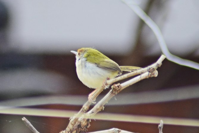 Bird Watching Doi Inthanon - Birds You Can Aim For: More Than One Type of Tropical Forest Species