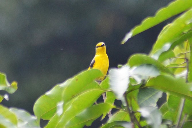Bird Watching Doi Inthanon - The Guide Factor: Joe’s Habitat Skills and People-First Touches