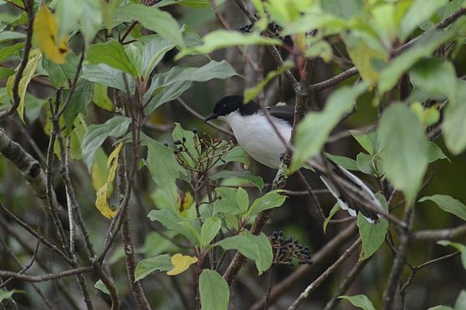 Bird Watching Doi Inthanon - Lunch at 12:00 and the Afternoon Reset