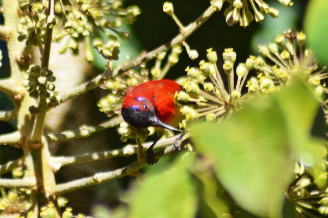 Bird Watching Doi Inthanon - What to Expect from the Group Size and Experience Level