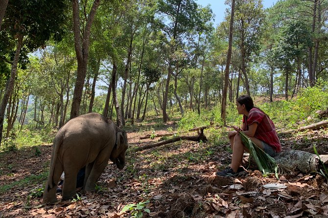 Care Pride Elephants: Full-Day Tour Experience - Key things to know before you go