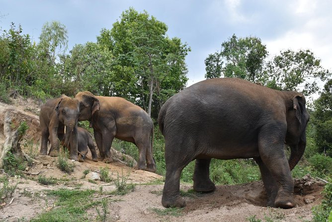 Care Pride Elephants: Full-Day Tour Experience - Chiang Mai to Inthanon: the mountain drive that sets the pace