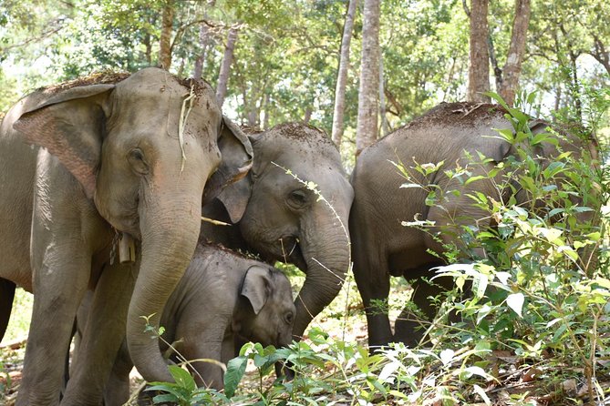 Care Pride Elephants: Full-Day Tour Experience - Mud bath and river rinse: why it’s more than play