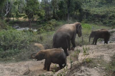Care Pride Elephants: Full-Day Tour Experience - Feeding and walking with the elephants: the value of gentle contact
