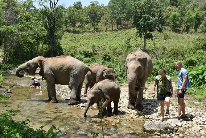 Care Pride Elephants: Full-Day Tour Experience - Price and value: is $91.31 worth it?