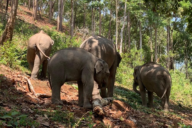 Care Pride Elephants: Full-Day Tour Experience - Should you book this Elephant Pride Sanctuary day?
