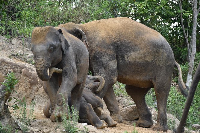 Care Pride Elephants: Full-Day Tour Experience - FAQ