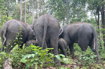 Chiang Mai 1 Day: Elephant Sanctuary, Waterfall & Bamboo Rafting - Doi Inthanon Elephant Sanctuary: Ethical Encounters Without Riding