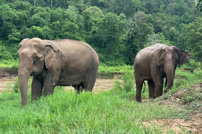 Chiang Mai 3 in 1 Zipline, Elephants and Sticky Waterfall - How the transfers actually work (and why it helps)
