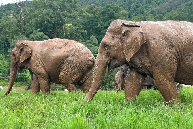 Chiang Mai 3 in 1 Zipline, Elephants and Sticky Waterfall - Who this tour is best for (and who should pick something else)