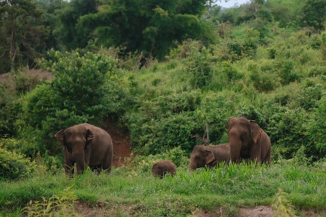 Chiang Mai 4 in 1 : 2 days - 1 Nights. Elephants Camp + Adventure - Waterfall-front elephant camp: the overnight that changes the whole vibe