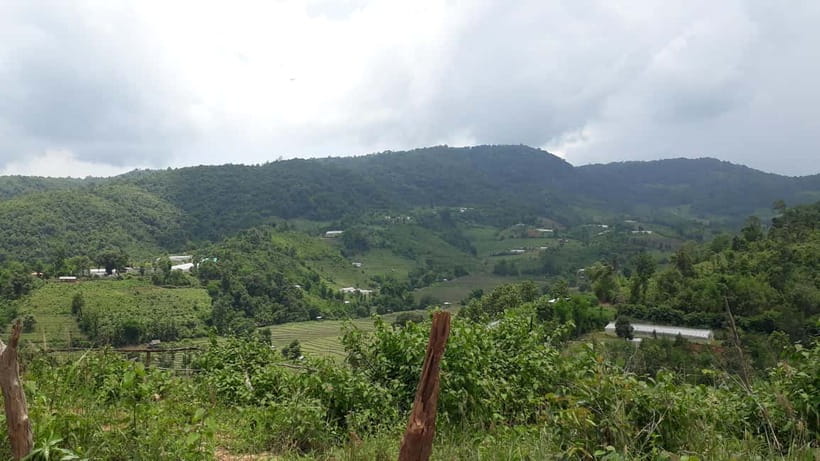 Chiang Mai Authentic Trekking - Forest and rice-field hiking with Pan and his plant lessons