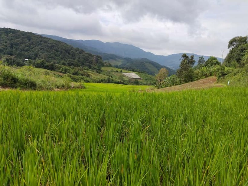Chiang Mai Authentic Trekking - Pickup, van ride, and the local market lunch setup