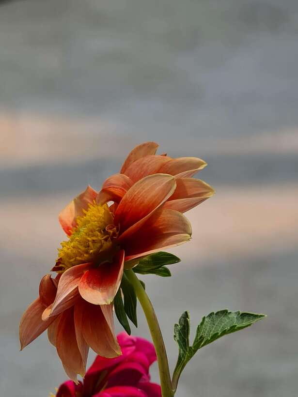 Chiang Mai: Dantewada Land of Angels & Sticky Waterfall Tour - What to bring for sun, limestone, and the small surprises
