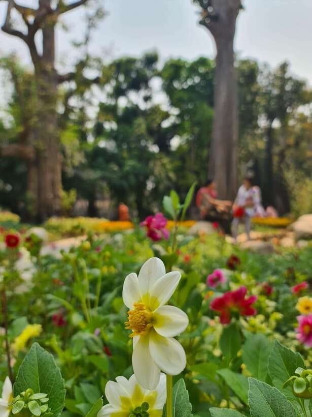 Chiang Mai: Dantewada Land of Angels & Sticky Waterfall Tour - Who this tour fits best (and who should choose something else)