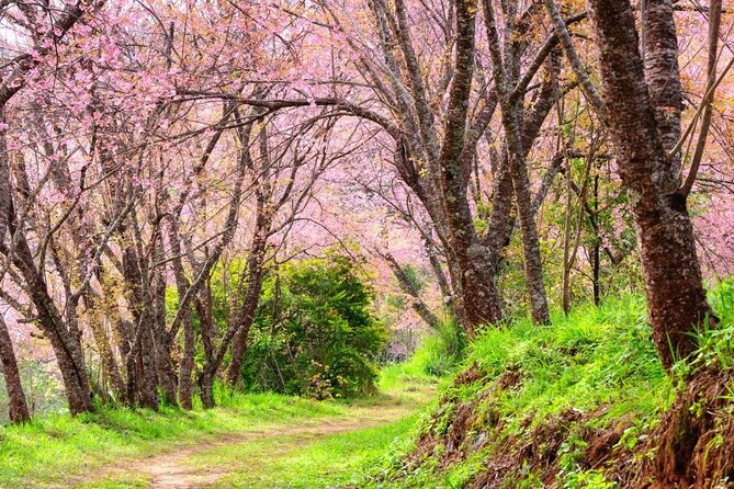 Chiang Mai - Doi Inthanon Full day Tour - Doi Inthanon National Park and the 2,565-Meter Moment