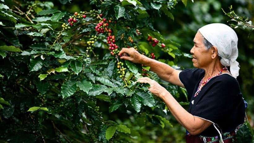Chiang Mai: Doi Inthanon National Park Sightseeing Only - Doi Inthanon: Thailand’s highest mountain, with a sightseeing-first approach