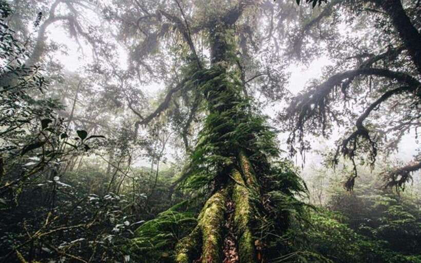 Chiang Mai: Doi Inthanon National Park Sightseeing Only - Lunch: a set menu that keeps the day on track