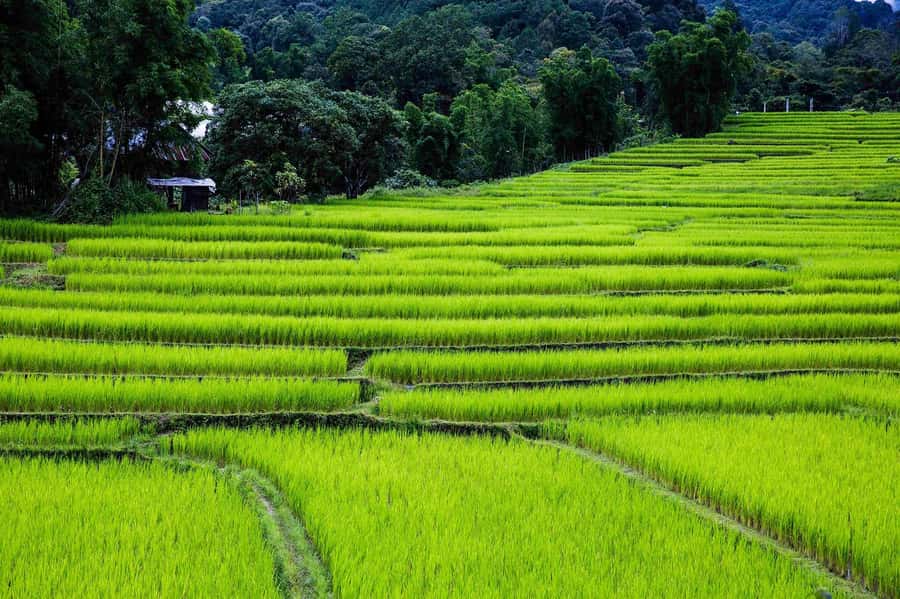 Chiang Mai: Doi Inthanon National Park, Waterfall & Lunch - Should you book this Chiang Mai Doi Inthanon tour?