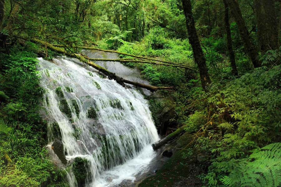 Chiang Mai: Doi Inthanon National Park, Waterfall & Lunch - Twin King and Queen Pagodas: the dress-code moment