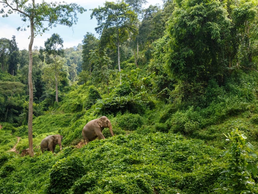 Chiang Mai: Doi Inthanon Park and Pha Dok Siew Trail Trek - The King’s and Queen’s Pagodas plus a quick monastery break
