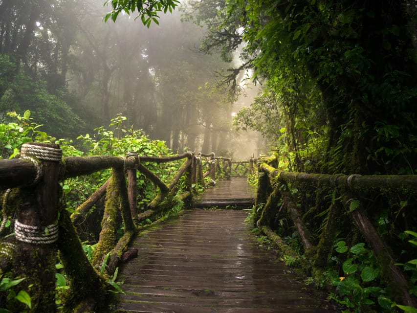 Chiang Mai: Doi Inthanon Park and Pha Dok Siew Trail Trek - Pha Dok Siew Nature Trail: 2–3 hours of forest walking that stays calm