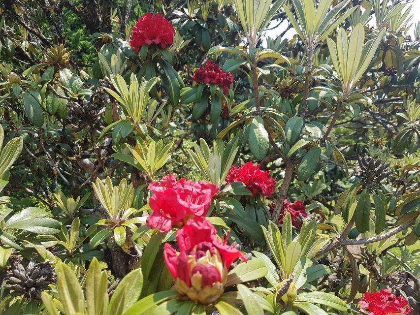 Chiang Mai: Doi Inthanon Park Day Trip with Kiw Mae Pan Hike - Hmong Hill Tribe Market: Local Snacks and Everyday Life