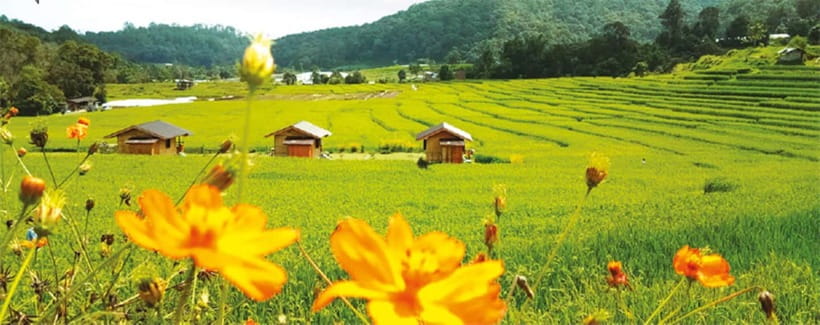 Chiang Mai: Doi Inthanon Trip with Pha Dok Siew Guided Trek - Who this tour fits best (and who should skip it)