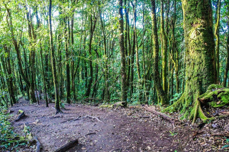 Chiang Mai: Doi Inthanon, Waterfalls, & Tribal Villages Tour - Karen and Hmong hill tribes: market first, village time after