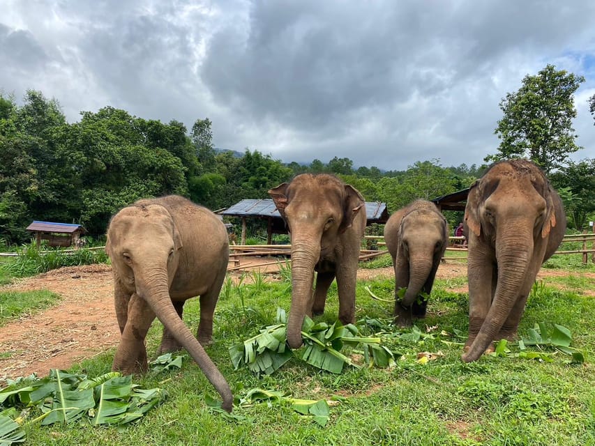 Chiang Mai: Elephant Dream Project Sanctuary - Half-Day - Morning Pickup and the Drive Into Chiang Mai Province
