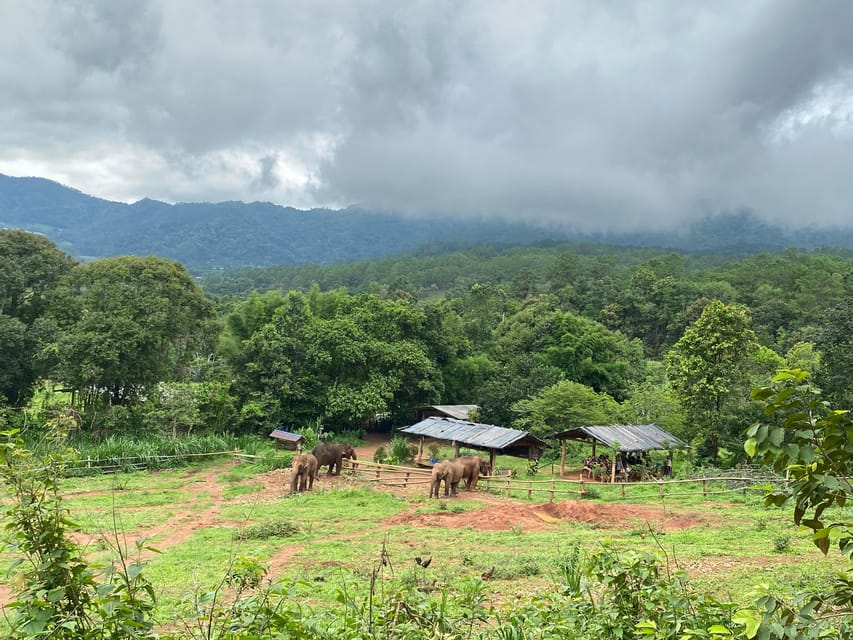 Chiang Mai: Elephant Dream Project Sanctuary - Half-Day - Jungle Feeding and Walking: How the Day Actually Feels