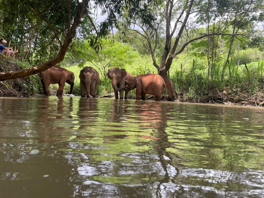 Chiang Mai: Elephant Dream Project Sanctuary - Half-Day - Village Time With Local Karen Community