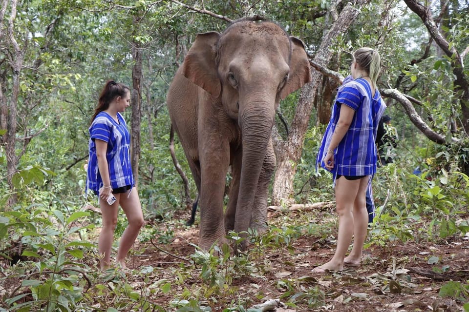 Chiang Mai: Elephant Dream Project Sanctuary - Half-Day - Lunch Break: Thai Food, Seasonal Fruit, and a Real Reset