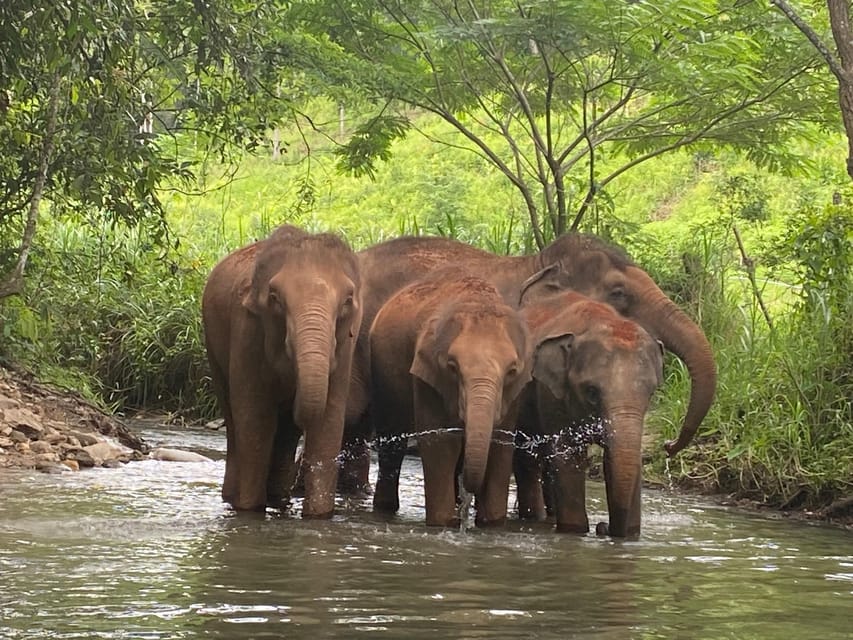 Chiang Mai: Elephant Dream Project Sanctuary - Half-Day - Ethics in Action: What No-Forcing Looks Like