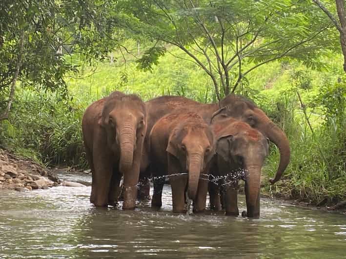 Chiang Mai: Elephant Dream Project Sanctuary - Half-Day - What to Pack and How to Prepare for Jungle Conditions