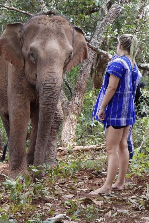 Chiang Mai: Elephant Dream Project Sanctuary - Half-Day - Price and Value at About $51: Is It Worth It?