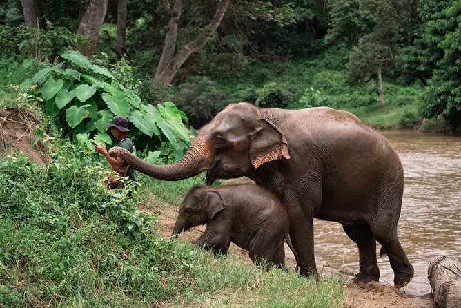 Chiang Mai Elephant Sanctuary, Bamboo Rafting and Waterfall Tour - A day in Chiang Mai that actually feels like a day