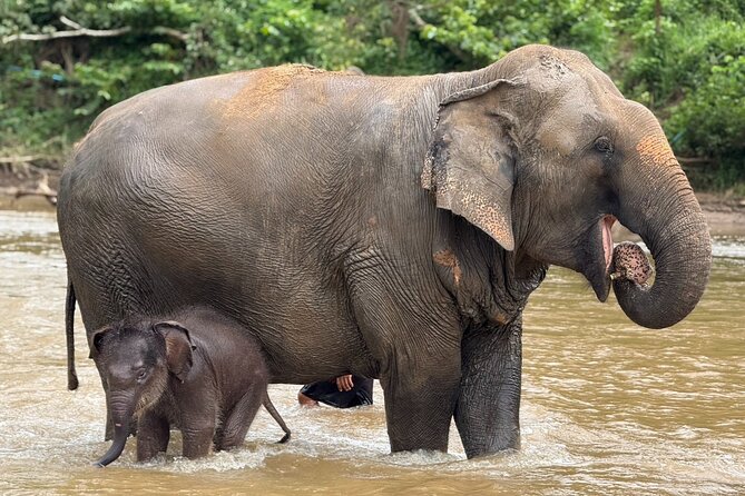 Chiang Mai Elephant Sanctuary, Bamboo Rafting and Waterfall Tour - What’s included in the price (and where the value really is)