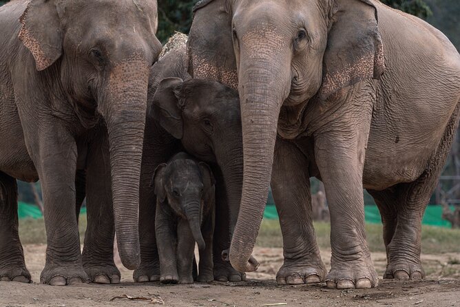 Chiang Mai Elephant Sanctuary, Bamboo Rafting and Waterfall Tour - Who this tour is for (and who should reconsider)