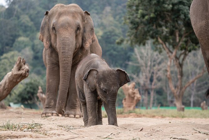 Chiang Mai Elephant Sanctuary, Bamboo Rafting and Waterfall Tour - Should you book this Chiang Mai waterfall, elephant sanctuary, and bamboo rafting day?