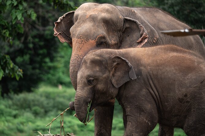 Chiang Mai Elephant Sanctuary, Bamboo Rafting and Waterfall Tour - Elephant sanctuary time in Mae Tang Valley: observe, don’t exploit