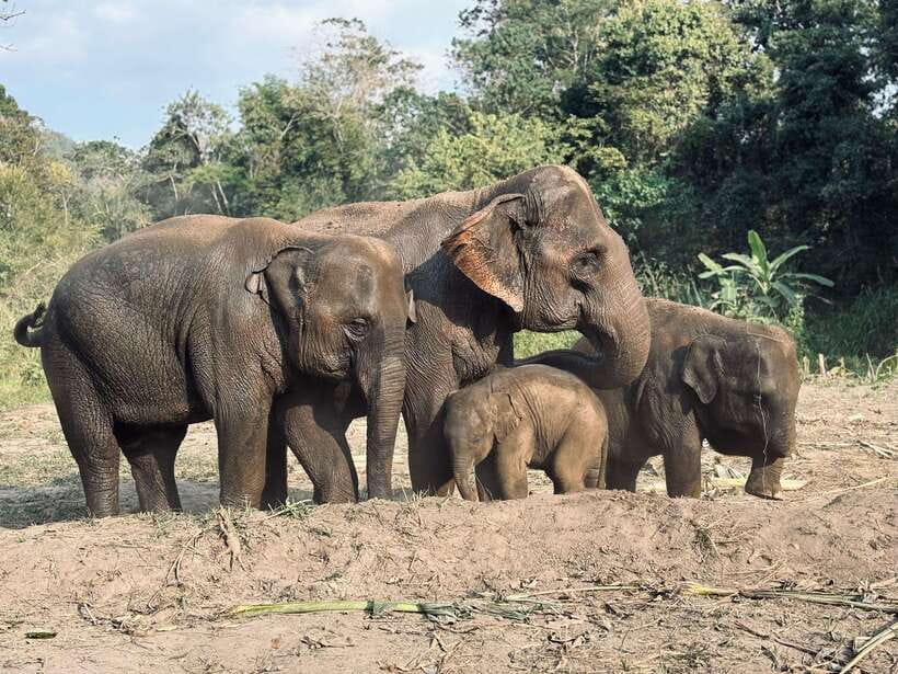 Chiang Mai: Elephant Sanctuary Feeding Program Half-Day Tour - Getting to Pon Elephant Thailand from Chiang Mai