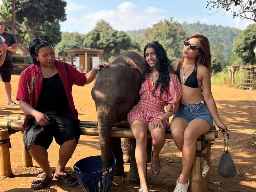Chiang Mai: Elephant Sanctuary Feeding Program Half-Day Tour - Nature walk and forest feeding: where the half-day earns its value