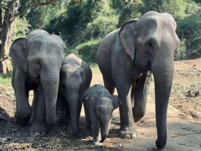 Chiang Mai: Elephant Sanctuary Feeding Program Half-Day Tour - The briefing: the difference between safe and scary encounters